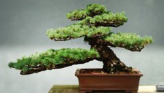 Bonsai AI