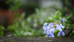 Fragrant Memories.net